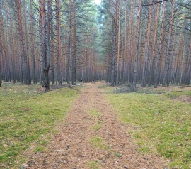 Прирезка лесных участков Кадастровые работы в Бокситогорске